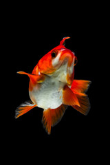 Fototapeta premium the goldfish in aquarium