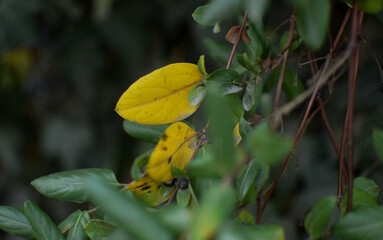 A little autumn in the summer