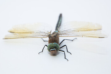 Darners Aeshnidae . Southern Hawker dragonfly Blue Darner on white background . Aeshna cyanea . Blue-eyed darners Dave Welling Nature Photography .