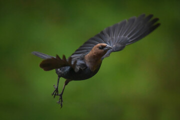 Cowbird in Flight, Black and Brown Bird Flying in Air