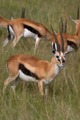 Thomson's gazelle one of the best-known gazelles in Kenya