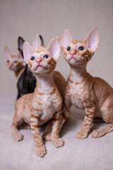 Cornish Rex kitten on a beige background