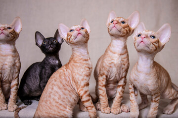 Cornish Rex kitten on a beige background