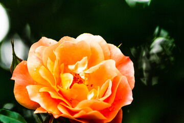 orange rose with water drops after rain