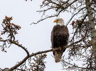 Adult bald eagle sitting in a tree