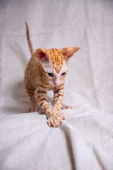 Cornish Rex kitten on a beige background