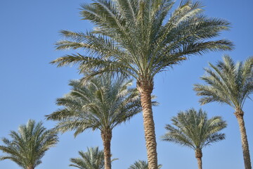 palm trees against blue sky
