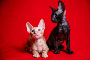 Cornish Rex kitten on a red background