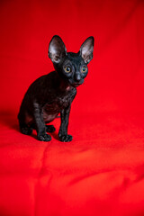 Cornish Rex kitten on a red background