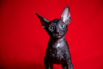 Cornish Rex kitten on a red background