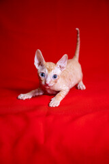 Cornish Rex kitten on a red background