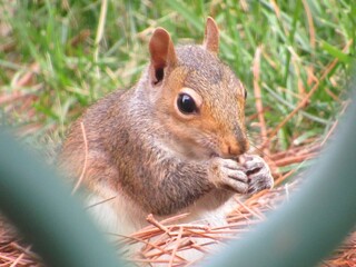 squirrel eating nut