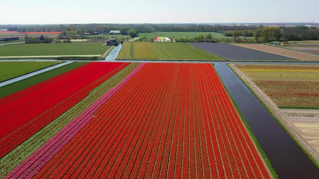 Aerial view of tulip bulb-fields in springtime, Holland, the Netherlands