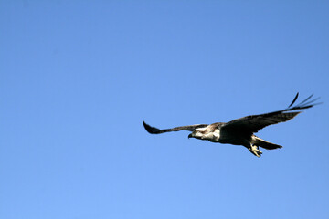 bald eagle in the blue sky