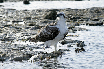 bald eagle by the sea