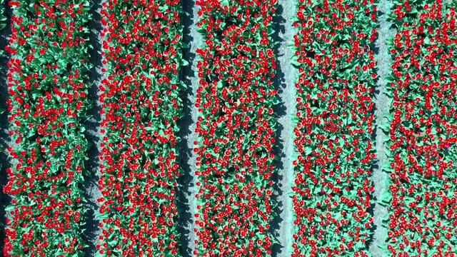 Aerial view of tulip bulb-fields in springtime, Holland, the Netherlands