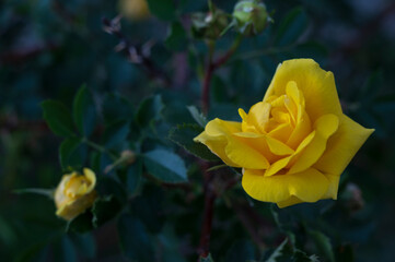 Yellow rose Bud close-up.