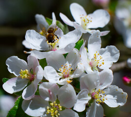 bee on apple tree