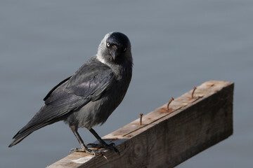 Western Jackdaw - Coloeus monedula