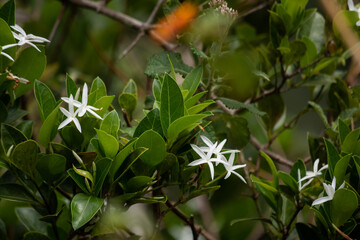 Wild flowers , sri lanka , jungle