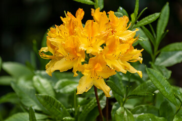 Rhododendron luteum. Yellow Rhododendron. Yellow azalea.  Sweet pontica azalea 
