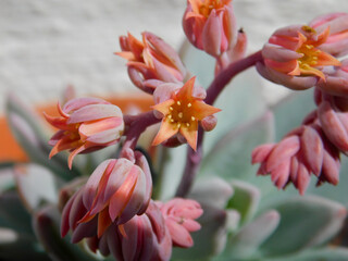 Fototapeta premium succulent strange flowers