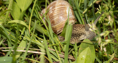Grey snail with brown shell crawling through fresh wet morning grass with drops of water