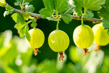 Growing Organic Berries Closeup On A Branch Of Gooseberry Bush. - obrazy, fototapety, plakaty