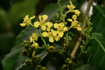 Wild flowers , sri lanka , jungle