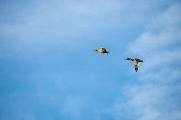 canard sauvage col vert