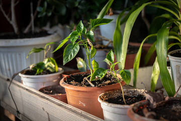 Little lemon tree in mini garden on balcony of flat