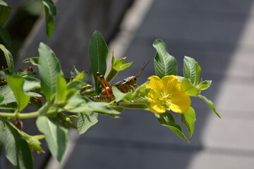 Grasshopper on a flower