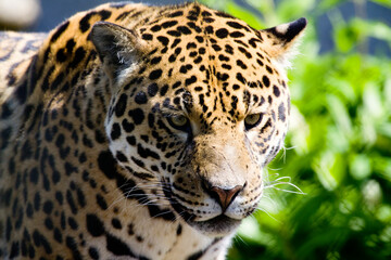 Sri Lankan leopard prowling 