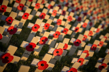 Fototapeta premium Crosses and poppies gathered for Remembrance Sunday