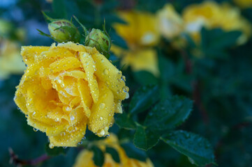 Yellow rose with dew drops, close-up.