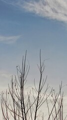 dead tree branches