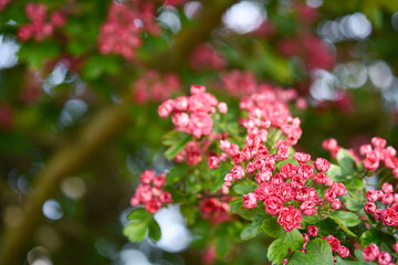 pink flowers in the garden
