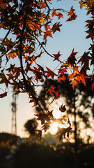 Beautiful autumn landscape with Colorful foliage and sun