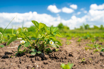 flowering strawberry plant in the field on an organic farm. copy space