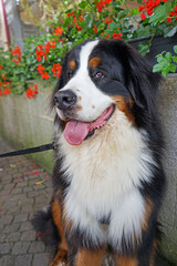 Bernese Mountain Dog sitting in the outside restaurant. Red flowers and a stone wall in the...