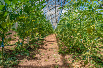 Organic green tomatoes ripen in a greenhouse. growing vegetables without chemicals, healthy food