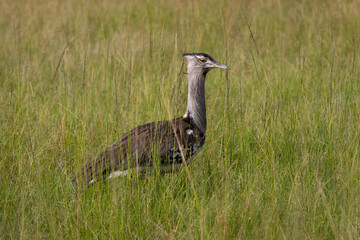 Kori bustard in Masai Mara National Park, Kenya