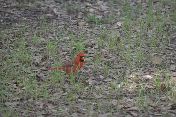 Northern Cardinal in forest