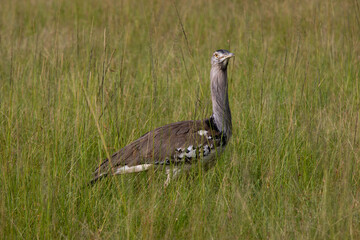 Kori bustard in Masai Mara National Park, Kenya