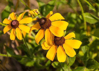 Black Eyed Susans (udbeckia hirta),Washington On The Brazos State Park,Texas,USA