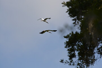 birds in flight