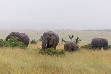 Naklejka na ściany i meble Safari in Masai Mara Park, Kenya. Elephants in the rain