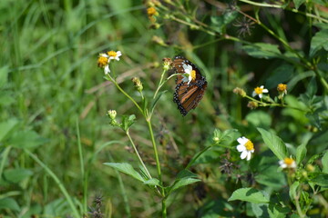 butterfly on a flower