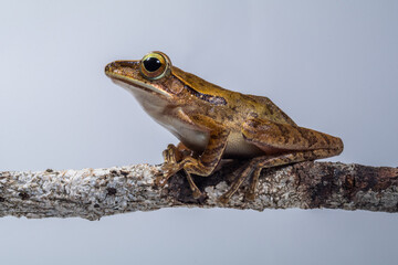 for line tree frog in branch