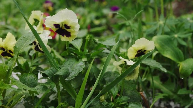 White crystalline hailstones under plants on the ground in a flower bed. Wet yellow flowers of pansies after a hailstorm, the consequences of a natural phenomenon.